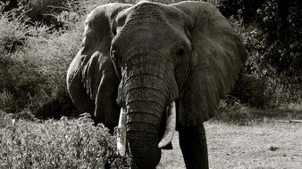 Black and white photo of the elephant in Manarya National Park