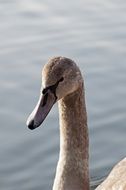 portrait of a young graceful swan