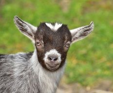 Cute Goat Kid