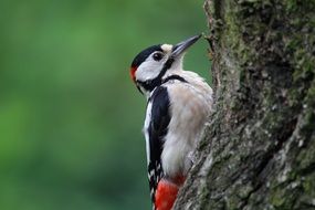 Picture of great spotted woodpecker