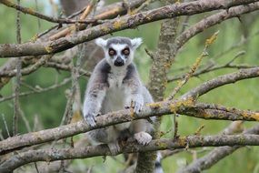 Lemur Animals