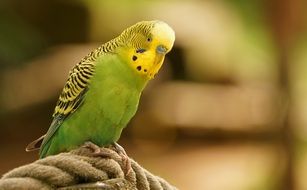 little cute colorful budgie