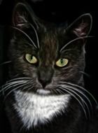 cat face at darkness, digital art