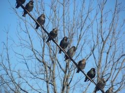 Birds Starlings