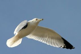 striking Bird Gull