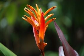 macro photo of the bright exotic flower