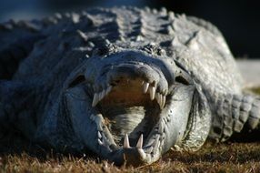picture of the Crocodile opened mouth
