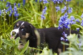 cute sweet puppy on the meadow