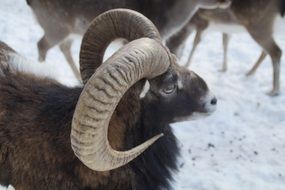 mouflon from the kind of sheep