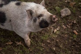 Domestic pig on the farm