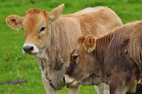 Cows Allgäu Cute Smooch