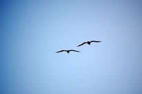 two seabirds in flight