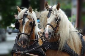 Horses Team