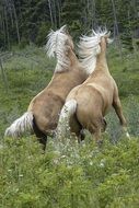 Horses Fighting