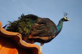 beautiful black peacock