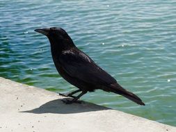 black Raven Bird observing portrait