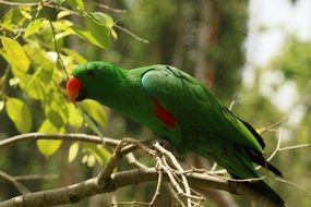 parrot with green feathers on a branch