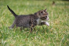 the kitten is walking through the grass