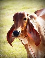 brown cow with huge ears