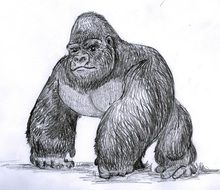 gorilla drawing on a white background