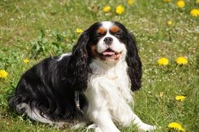 Dog Cavalier
