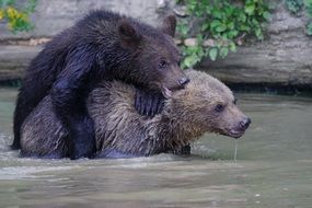 Two bears playing in the water near the rocks