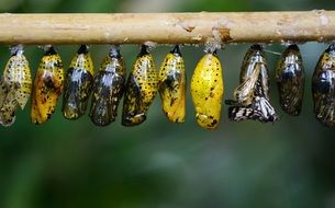 yellow cocoons of butterflies