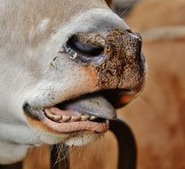 cattle snout