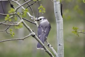 Gray Bird