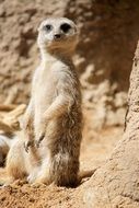 meerkat between the rocks in africa