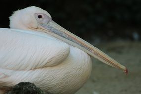 white pelican with a long beak