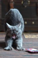 purebred cat yawns