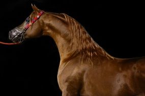 brown Arabian Horse at black background