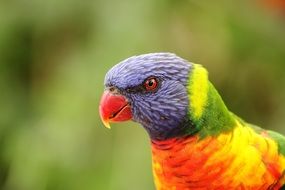 colorful parrot with red beak