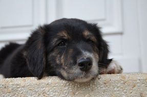 tired puppy close up