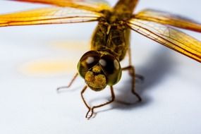 gold Dragonfly Insect