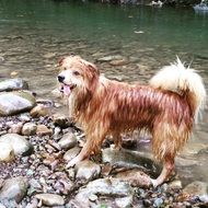 happy dog on the background of the river
