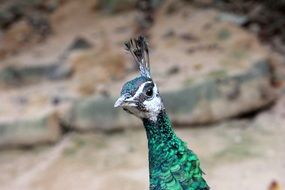 adorable and cute Peacock Bird