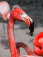 flamingo's long neck