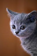 portrait of a gray kitten