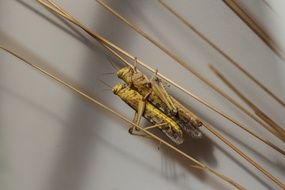 two grasshoppers on a dry stalk close-up on blurred background