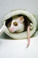 mouse in the house