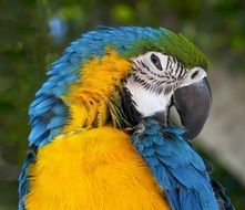 Blue-And-Yellow Ara