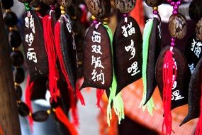 Cat Duo in Yunnan Province