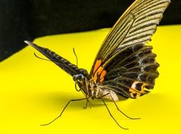 butterfly on a bright yellow surface