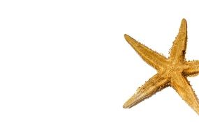 starfish on white background