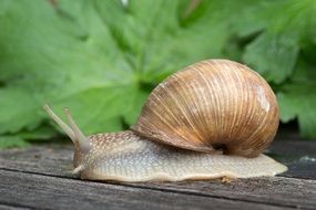 Snail with brown shell on wooden surface