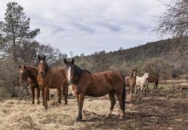 brown wild horses