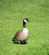 Canadian Snow Goose stays on green Grass