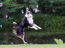 Soap Bubbles and Border Collie